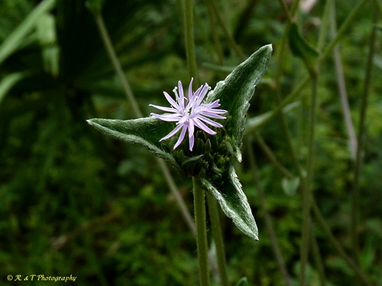 {Elephantopus elatus}